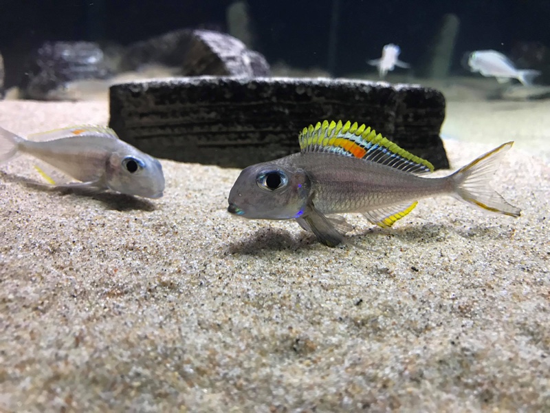 Xenotilapia nigrolabiata 'Chituta Bay'